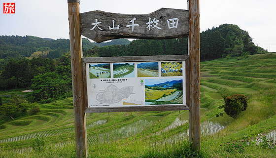 大山千枚田 観光 旅案内 たびあん