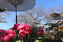 鶴岡八幡宮 神苑ぼたん庭園