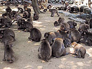 高崎山自然動物園 大分市 (大分県)