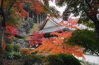 紅葉 宝徳寺 桐生市 