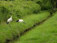 丹頂鶴自然公園