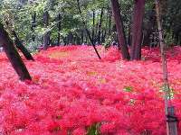 巾着田曼珠沙華公園