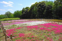 所沢航空記念公園 3