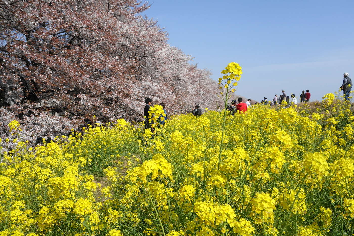 熊谷桜堤