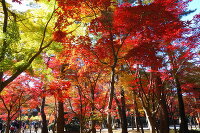 紅葉 平林寺(金鳳山 平林禅寺) 