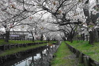 新河岸川の桜