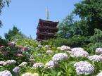 本土寺(あじさい寺)