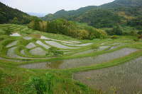 大山千枚田