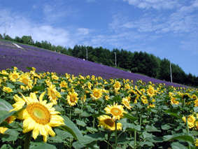 町営ラベンダー園