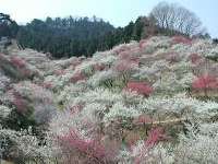 吉野梅郷