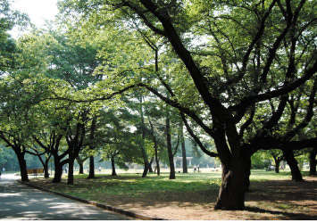 小金井公園(東京都立小金井公園)