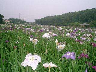 北山公園(東村山市)