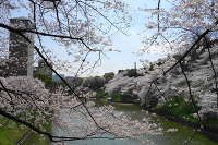 千鳥ヶ淵