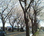 海軍道路桜並木