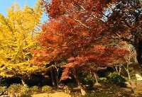 紅葉 源氏山公園(鎌倉市) 