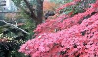 紅葉 万葉公園(足柄下郡) 