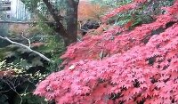 紅葉 万葉公園(足柄下郡) 