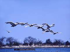 瓢湖水きん公園