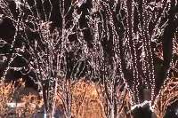NIIGATA光のページェント