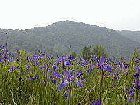 櫛形山