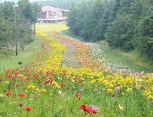 ふじてんリゾート リリーパーク