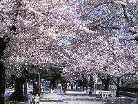 十和田市官庁街通りの桜並木