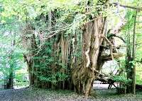 北金ケ沢のイチョウ