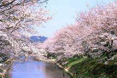 新境川堤 百十郎桜