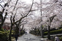 伊豆高原の桜並木