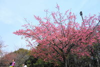 伊豆高原の桜並木 2おおかん桜