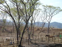 与那国馬ふれあい牧場 2