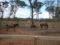 与那国馬ふれあい牧場 3