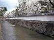 膳所城跡公園の桜