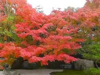 紅葉 南禅寺 方丈庭園