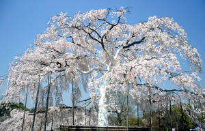 円山公園 枝垂れ桜