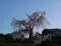 円山公園 枝垂れ桜 2