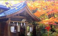 紅葉 鍬山神社 