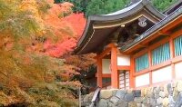 紅葉 神護寺(京都市) 