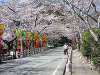 公園_桜_紅葉_遊歩道
