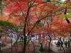 公園_紅葉