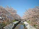 高田川畔の桜