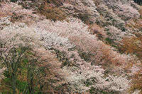 吉野山