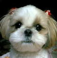 カントリーインふーすけ 2