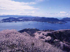積善山の3000本桜