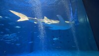 かごしま水族館 2