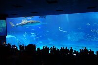 沖縄美ら海水族館