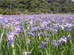 喜如嘉のオクラレルカ