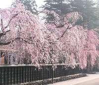 角館のシダレザクラ