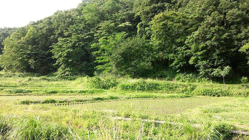 横沢入・里山