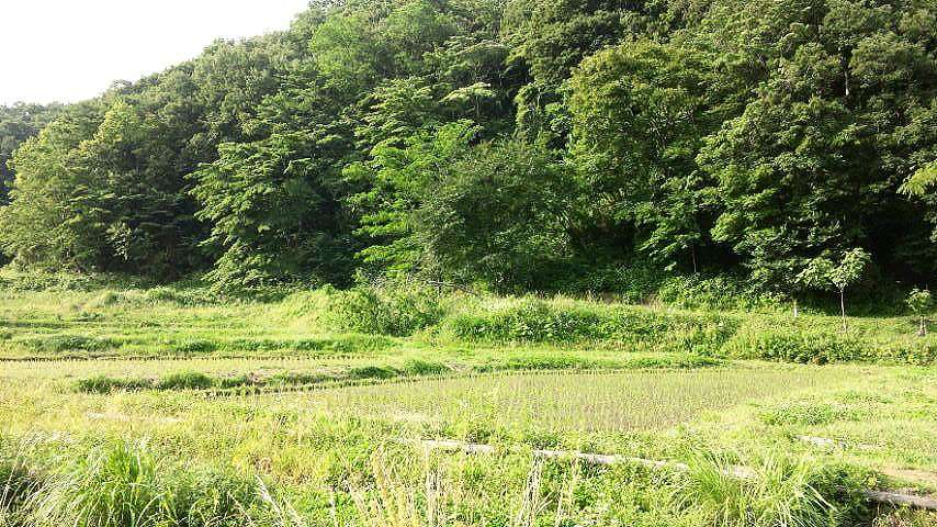 横沢入・里山